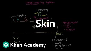 Meet the skin Overview  Integumentary system physiology  NCLEXRN  Khan Academy [upl. by Ihsir850]