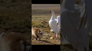 Mother goose trying to protect her chicks 🐤 wildlife animals goose fox nature [upl. by Dilisio]