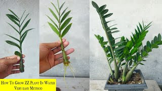 How to grow Zz plant in water very easy method  Zz plant propagation [upl. by Nagam]