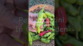 Italian Pepperoncini italy peppers chilli spicy colors garden gardening gardener happy [upl. by Kanor474]