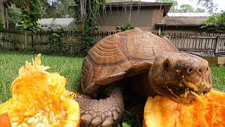 10 Minutes Of Tortoise Eating Very Calming [upl. by Egan342]