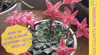 How To Grow amp Care For Graptopetalum Bellum [upl. by Annim]