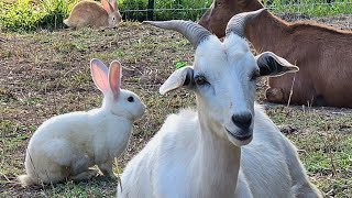 Update Rabbits and Breeding Season kikogoats backyardrabbitry breeding babyanimals farmliving [upl. by Gannon]