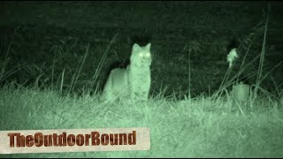 FOXPRO® Jack Daddy vs Bobcat [upl. by Kathie]