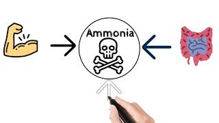 Ammonia metabolism  Formation transportation disposal [upl. by Ormond]