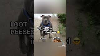 REESES PUFFS EAT EM UP EAT EM UP DOGGO EDITION Credit doggomusicvideo on TikTok [upl. by Ragg]