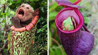 Plants That EAT Animals [upl. by Alded]