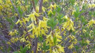 How To Root And Grow A Forsythia Shrub Plus Other Flowers Featured [upl. by Weinstein]