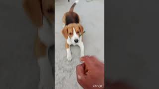 beagle dog training ❣️❣️❣️ [upl. by Gautea]