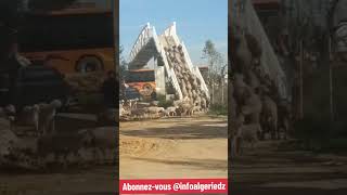 les moutons en Algérie montent les escaliers fi le pont algériens mdr rire insolite fi djazair [upl. by Bahr]