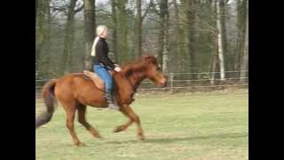 wwwpaardenspelnl Natuurlijk Paardrijden in Vrijheid [upl. by Arol186]