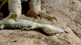 Owl kills Baby Alligator 01 Time Lapse Speed x1 [upl. by Feune]