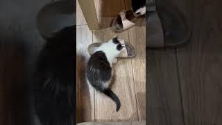 Boj o botu  Koťata v akci love pets kitten cats kočky kote [upl. by Ytsanyd372]