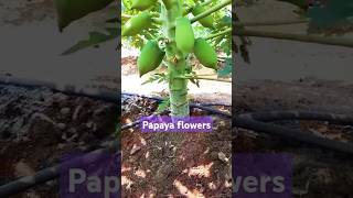 Papaya flowers Papaya plant Papaya fruitsexploresatisfying [upl. by Lamberto]