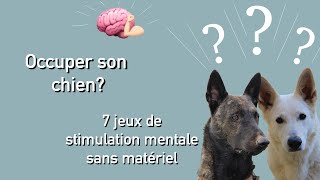 Confinement Comment occuper son chien Les jeux de stimulation mentale [upl. by Adama119]