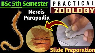 BSc 5th Semester Zoology PracticalMounting of Nereis ParapodiaZoology Practical Nereis Parapodia [upl. by Notnroht368]