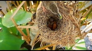 Bar winged prinia Birds bring blue locusts to babiesbirds babyanimal [upl. by Sjoberg]