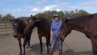 OTTB Retraining Course Total Transformation in 90 Days [upl. by Adall925]