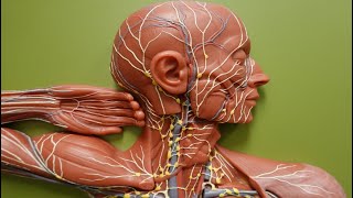 Lymph Flow through Lymphatic Trunks and Ducts [upl. by Farver103]