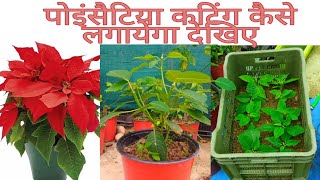 How to grow poinsettia by cuttings multiply poinsettia [upl. by Oilejor24]