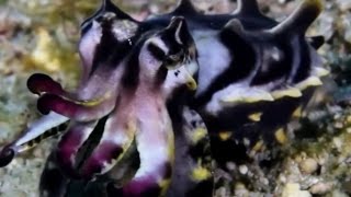 Facts The Flamboyant Cuttlefish [upl. by Tocs942]