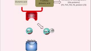 Warfarin  Mechanism of Action [upl. by Aliakam492]