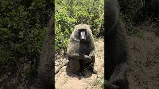 Baboon Comes to the Mara for Water kenya masaimara safari [upl. by Rehpoitsirhc429]