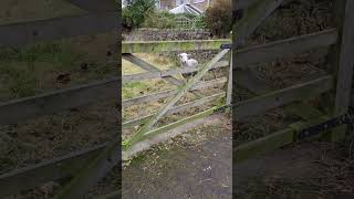 gainfordpetservices gainford herdwick sheep [upl. by Dennis597]