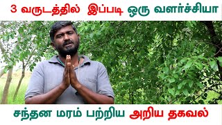 அதிக வருவாய் ஈட்டி தரும் சந்தன மரம் வளர்ப்பு முறை  Santhana Maram Valarppu in Tamil  Part2 [upl. by Llehsem314]