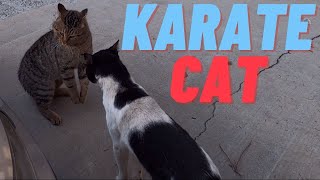 Two Male Cat FIGHTING and ARGUING to mate with Female Cat [upl. by Attekahs]