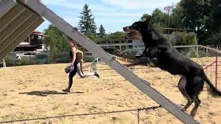 Australian Kelpie Hayami  Seminar with Sabina Stastna [upl. by Namrehs]