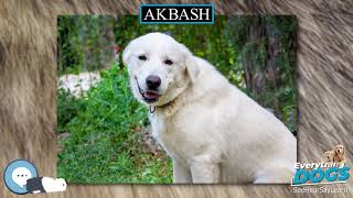 Akbash 🐶🐾 Everything Dogs 🐾🐶 [upl. by Atela]