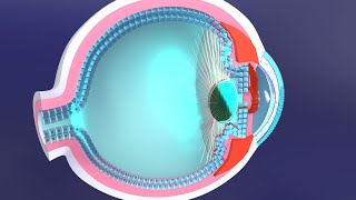 3D Accommodation Reflex Explained The Role of the Ciliary Muscle in Eye Focus Adjustment [upl. by Fates]