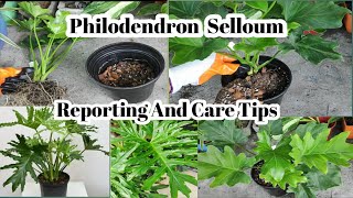 Philodendron Selloum Repoting And Care Tips  Philodendron Bipinnatifidum Care [upl. by Pontius]