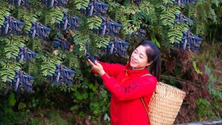 Harvesting gleditsia fruit amp Goes To Market Sell  Gardening And Cooking  Lý Tiểu Vân [upl. by Bailar]