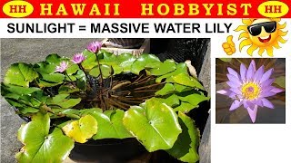 Grow Awesome Healthy Water Lilies [upl. by Primaveras]