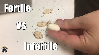 How to Tell the Difference Between Fertile and Infertile Eggs 🐣🥚 [upl. by Sheeran]