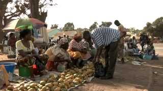 Caju a fruta de Bissau [upl. by Wrightson680]