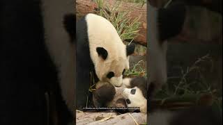 6 interesting facts about Pandas [upl. by Jyoti498]