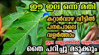 കറ്റാർവാഴ പനപോലെ വളരാൻ ഇങ്ങനെ ചെയുതു നോക്ക് alovera kattarvazha propagation malayalam [upl. by Hathcock157]