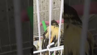 فراخ كناري،صوت الكناري،تغريد طائر الكناري chant canarybird canari cànario canto shorts oiseaux [upl. by Nnylrebma]