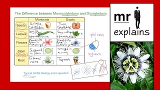 mr i explains The Difference between Monocotyledons and Dicotyledons [upl. by Laine116]