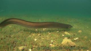 Feeding freshwater eel underwater Fish camera Ireland Watch in HD [upl. by Emad350]