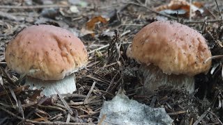 Grzyby 2024 Rosną Borowiki w Beskidzie Niskim Fungi pilze mushrooms [upl. by Eiclehc]