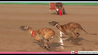 greyhound race in Pakistan 2024 [upl. by Taveda354]