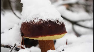 śnieżne podgrzyby śnieżne gęsi zielone i niekształtne 19112023 [upl. by Nirrol]