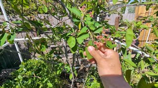 Growing Canadian Serviceberry Amelanchier Canadensis update on plum trees and other fruit trees [upl. by Haropizt416]