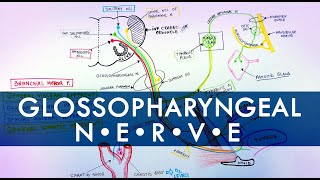 Glossopharyngeal Nerve  Cranial Nerve IX  Anatomy Tutorial [upl. by Jehias507]