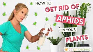 5 Tips to Get Rid of Aphids on Your Houseplants [upl. by Stoneman]