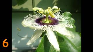 passion fruit time lapse from bud to fruit [upl. by Nna595]